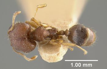Media type: image;   Entomology 20656 Aspect: habitus dorsal view